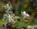 Apple_Blossom